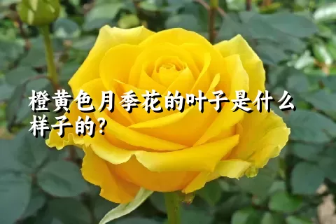 橙黄色月季花的叶子是什么样子的？