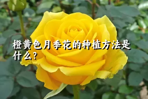 橙黄色月季花的种植方法是什么？