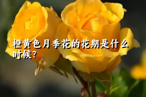 橙黄色月季花的花期是什么时候？