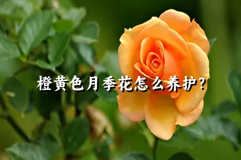 橙黄色月季花怎么养护？