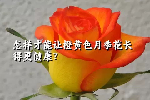 怎样才能让橙黄色月季花长得更健康？