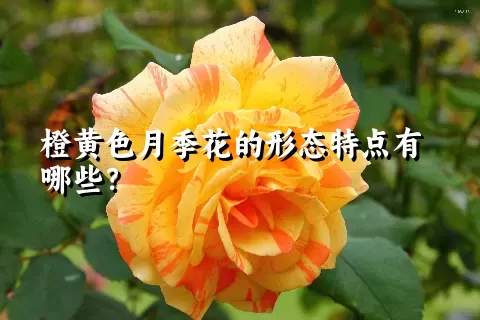 橙黄色月季花的形态特点有哪些？