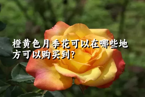 橙黄色月季花可以在哪些地方可以购买到？