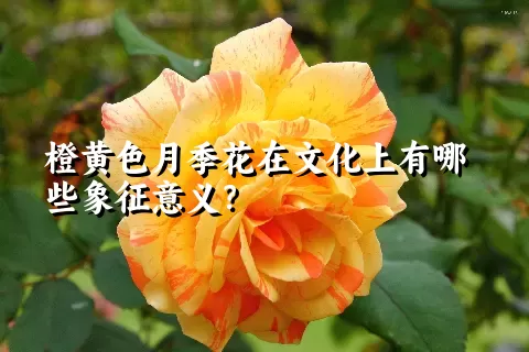 橙黄色月季花在文化上有哪些象征意义？