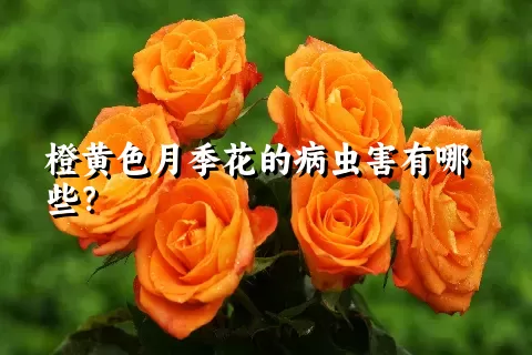 橙黄色月季花的病虫害有哪些？