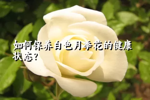 如何保养白色月季花的健康状态？