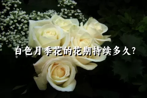 白色月季花的花期持续多久？