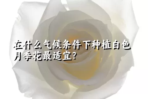 在什么气候条件下种植白色月季花最适宜？