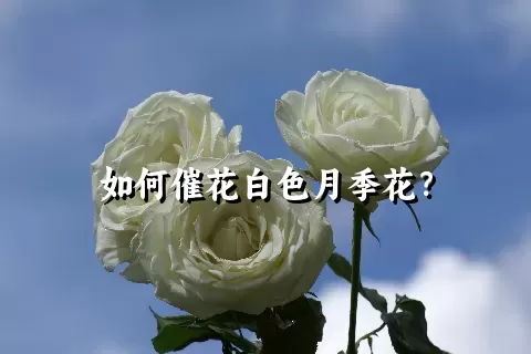 如何催花白色月季花？