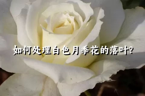 如何处理白色月季花的落叶？