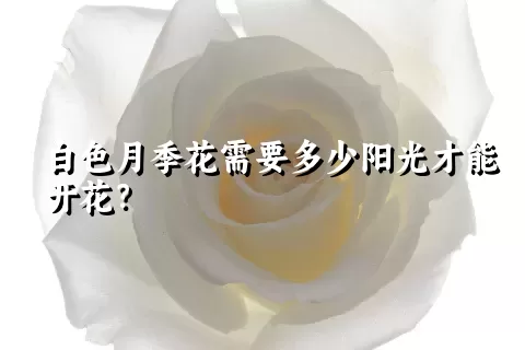 白色月季花需要多少阳光才能开花？