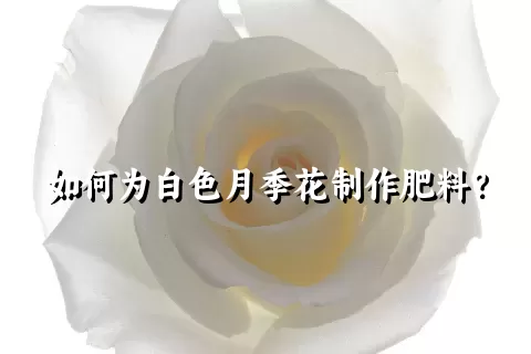 如何为白色月季花制作肥料？