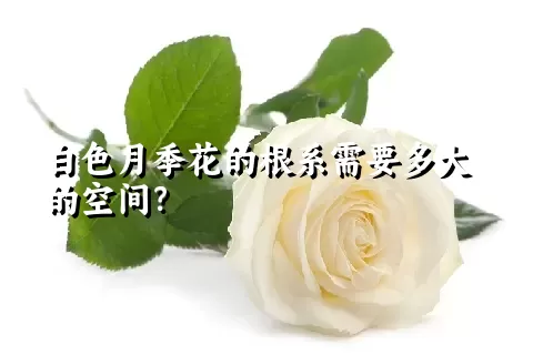 白色月季花的根系需要多大的空间？