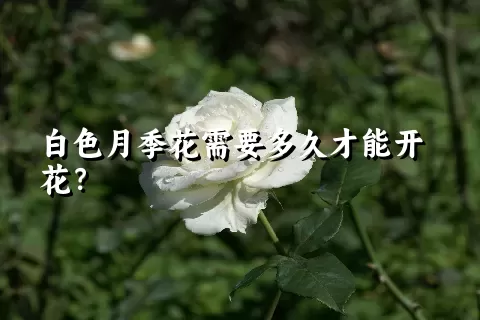 白色月季花需要多久才能开花？