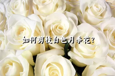 如何剪枝白色月季花？