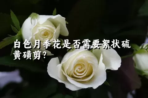 白色月季花是否需要絮状硫黄磺剪？