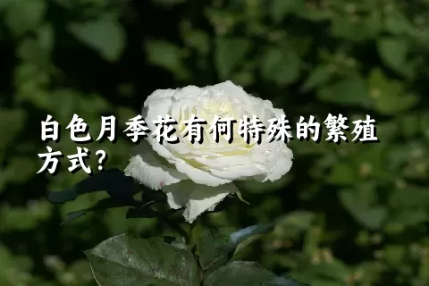 白色月季花有何特殊的繁殖方式？