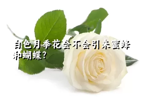 白色月季花会不会引来蜜蜂和蝴蝶？