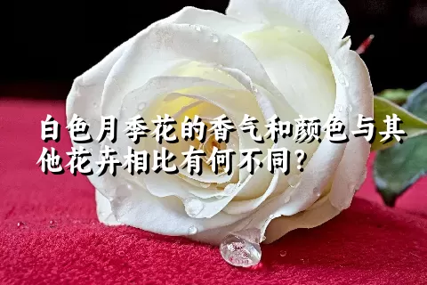 白色月季花的香气和颜色与其他花卉相比有何不同？