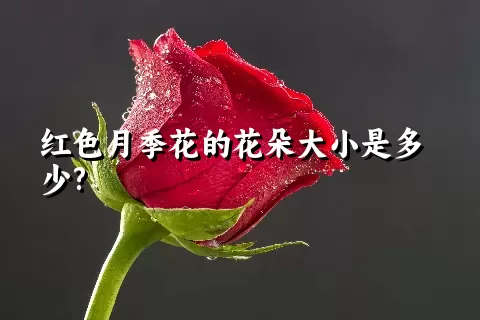 红色月季花的花朵大小是多少?