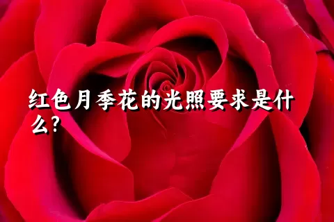 红色月季花的光照要求是什么?