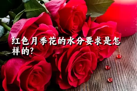 红色月季花的水分要求是怎样的?