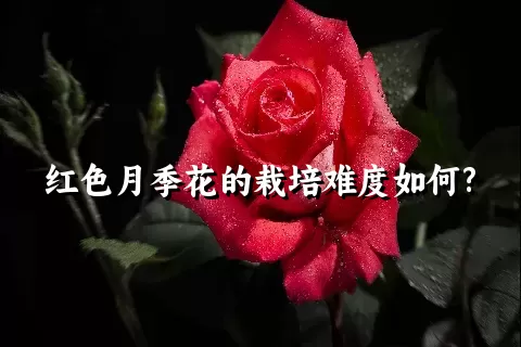 红色月季花的栽培难度如何?