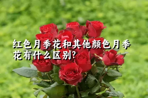 红色月季花和其他颜色月季花有什么区别?