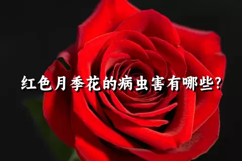 红色月季花的病虫害有哪些?