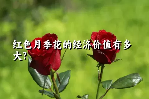 红色月季花的经济价值有多大?