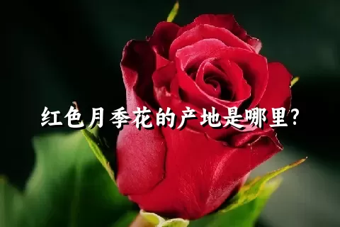 红色月季花的产地是哪里?