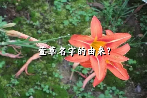 萱草名字的由来？