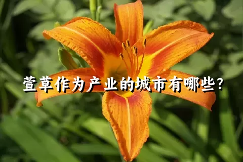 萱草作为产业的城市有哪些？