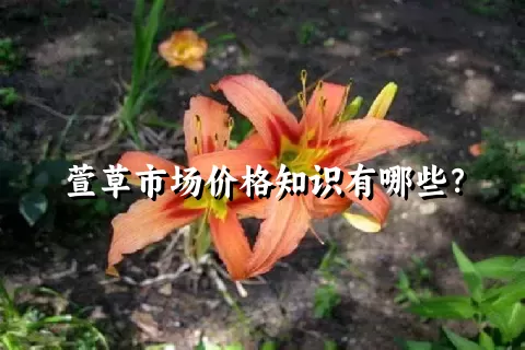 萱草市场价格知识有哪些？