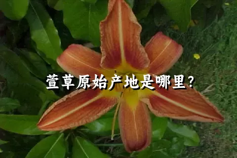 萱草原始产地是哪里？