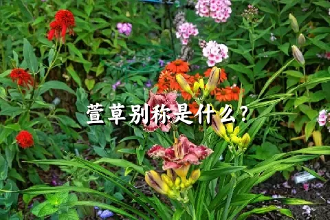 萱草别称是什么？