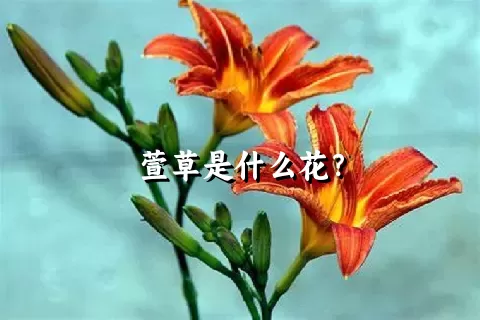 萱草是什么花？