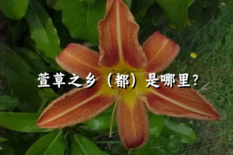 萱草之乡（都）是哪里？