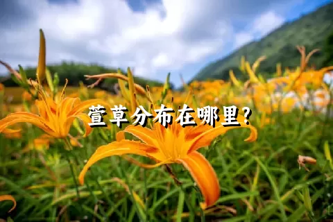 萱草分布在哪里?