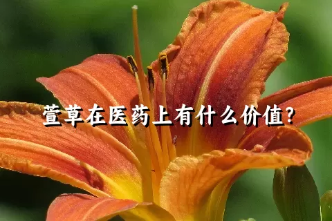 萱草在医药上有什么价值？