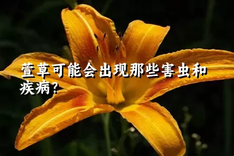 萱草可能会出现那些害虫和疾病？