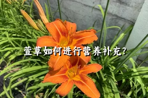 萱草如何进行营养补充？