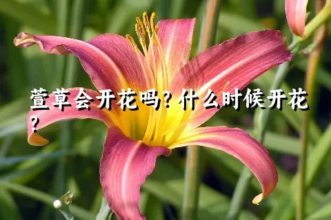 萱草会开花吗？什么时候开花？