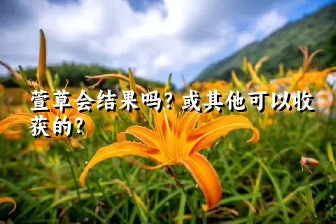 萱草会结果吗？或其他可以收获的？