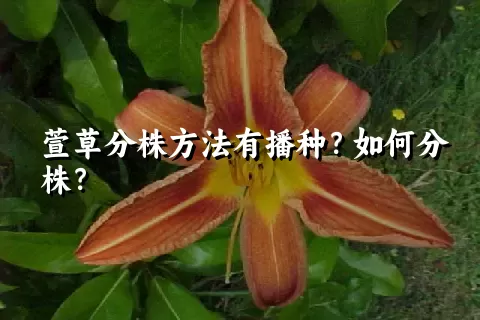 萱草分株方法有播种？如何分株？