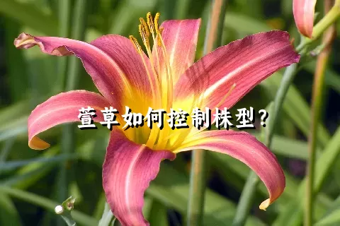 萱草如何控制株型？