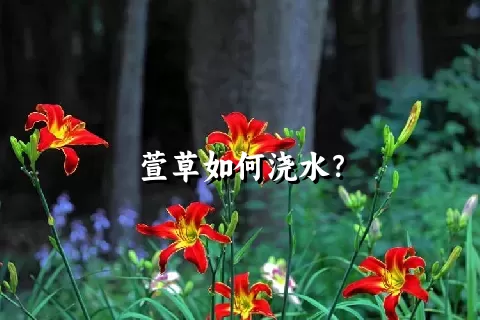 萱草如何浇水？