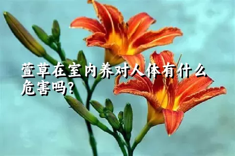 萱草在室内养对人体有什么危害吗？