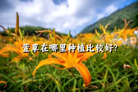 萱草在哪里种植比较好？