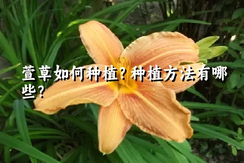 萱草如何种植？种植方法有哪些？